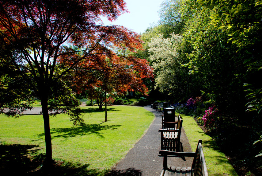 Red Maple Trees, Singleton Botanic Gardens, Swansea, Glamorgan, Wales, Great Britain