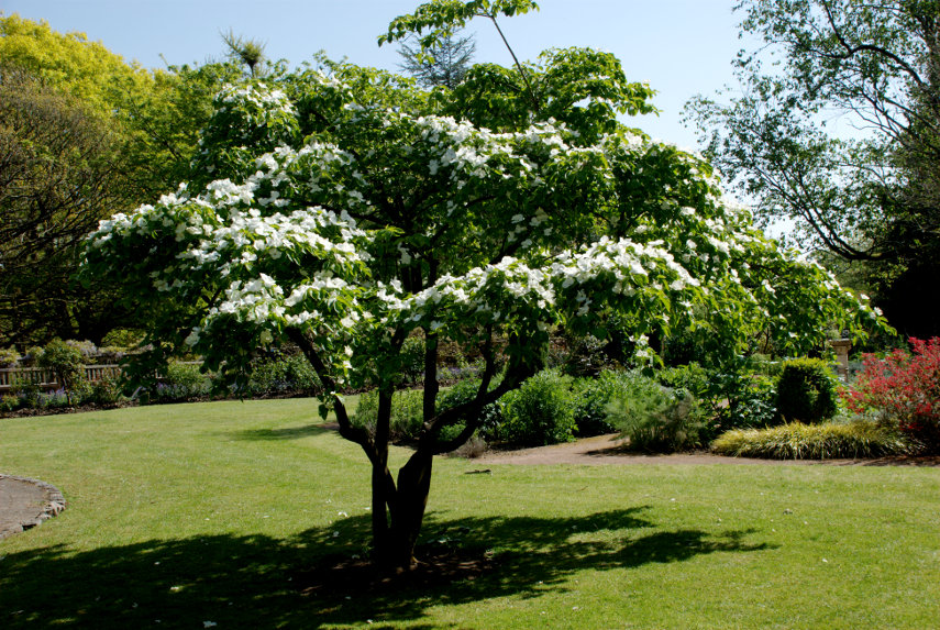Handkerchief Tree, Singleton Botanic Gardens, Swansea, Glamorgan, Wales, Great Britain