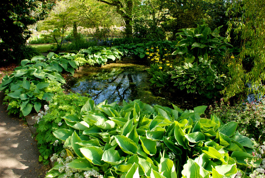 Hostas around a pond, Singleton Botanic Gardens, Swansea, Glamorgan, Wales, Great Britain