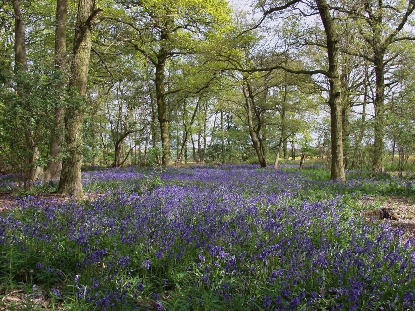 Woodland scene with Bluebells (Hyacinthoides non-scriptus), Tiptree, Essex, England