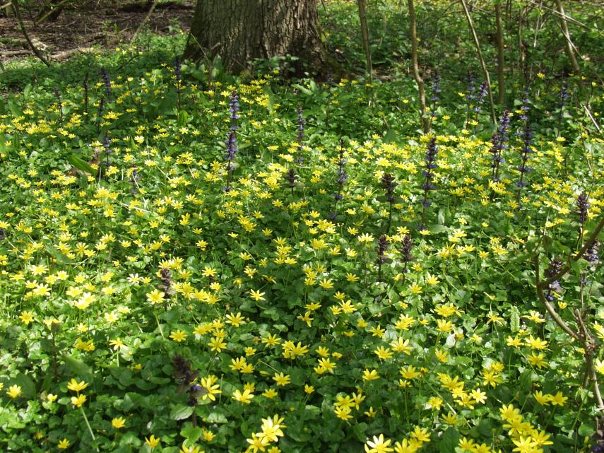 Photograph of Celandine