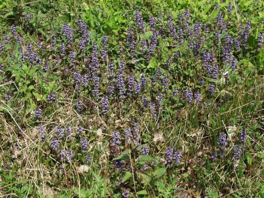 Photo of Bugle