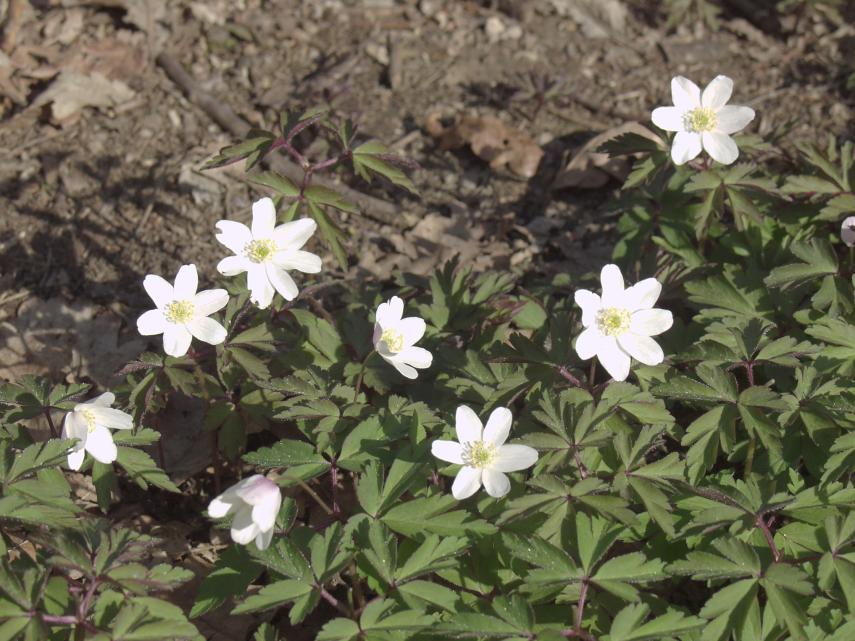 Wood Anemone (Anemone nemorosa), Tiptree, Essex, England, Great Britain
