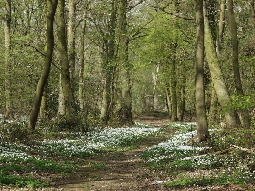 Photograph of woodland with Wood Anemone (Anemone nemorosa), Tiptree, Essex, England