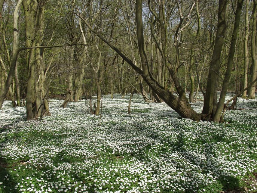 Wood Anemone (Anemone nemorosa), Tiptree, Essex, England, Great Britain