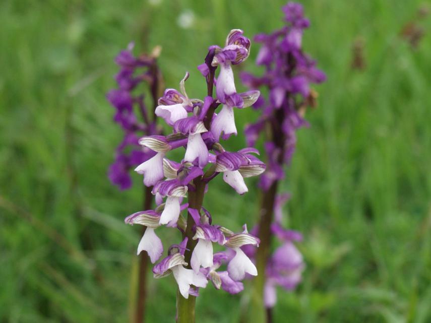 Green Winged orchids (Orchis morio) near Tiptree, Essex, Great Britain
