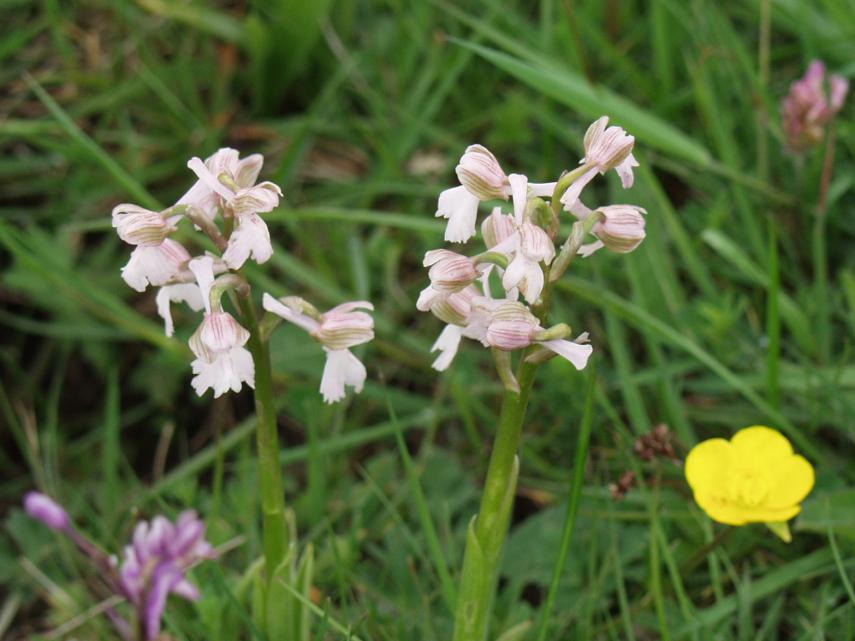 Green Winged orchids (Orchis morio) near Tiptree, Essex, Great Britain