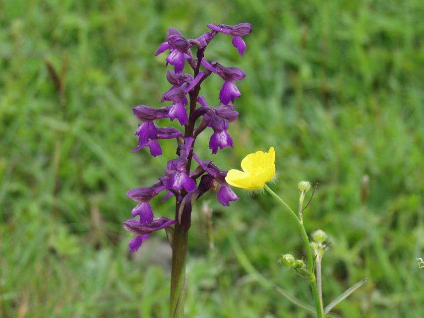 Green Winged orchids (Orchis morio) near Tiptree, Essex, Great Britain, England