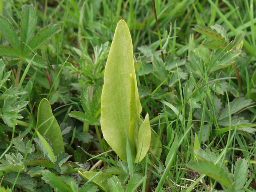 Adder's Tongue (Ophioglossum vulgatum), Tiptree, Essex, England, Great Britain