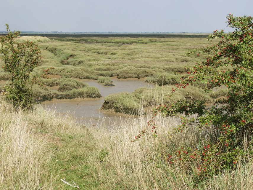 The view from the Sea Wall, Tollesbury, Essex, England, Great Britain