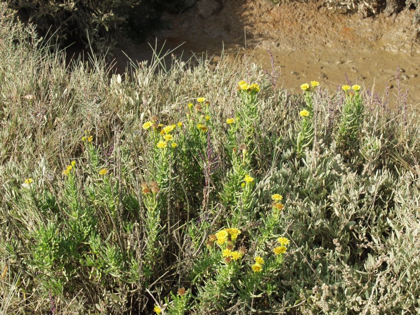 Photograph of Golden Samphire