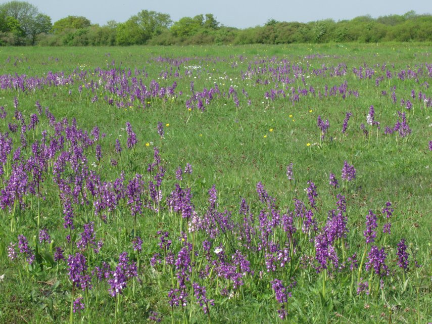 Green Winged orchids (Orchis morio), Tiptree, Essex, England, Great Britain
