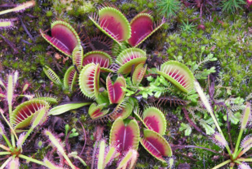 The Venus Fly Trap, Princess of Wales Conservatory, Kew Gardens, London, England, Great Britain
