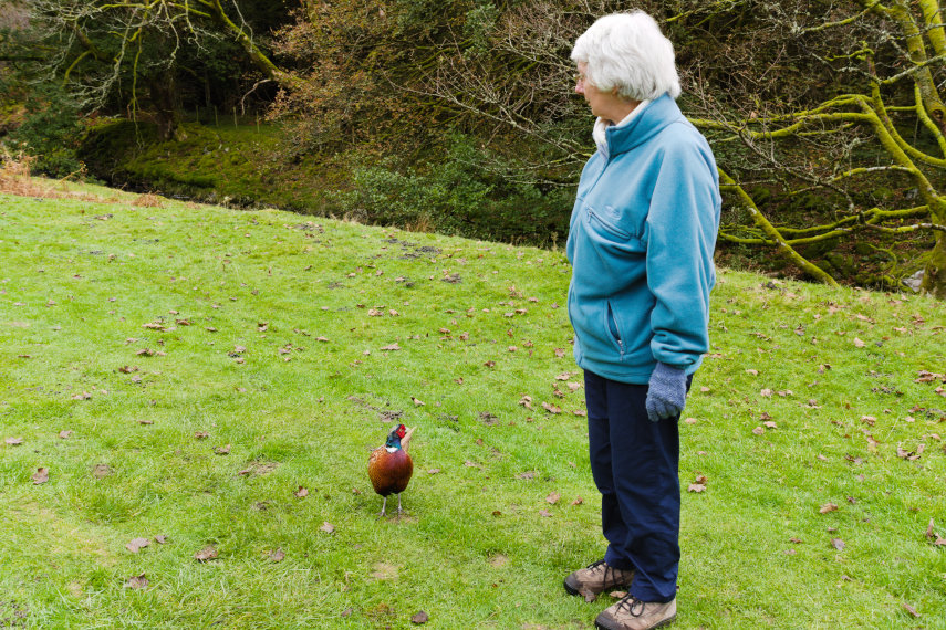 A friendly Pheasant, Lake Vyrnwy, Mongomeryshire