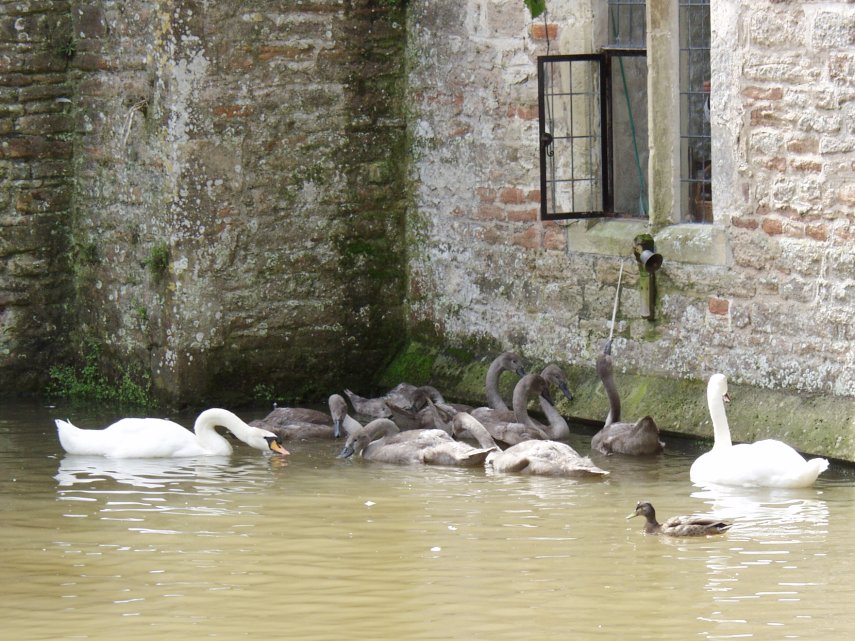 The Swans, Bishop's Palace, Wells, Somerset, England, Great Britain