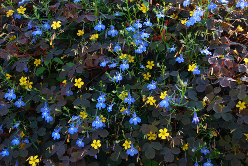 A sample of the plants on the Orangery Terrace, Powis Castle, Welshpool, Mongomeryshire
