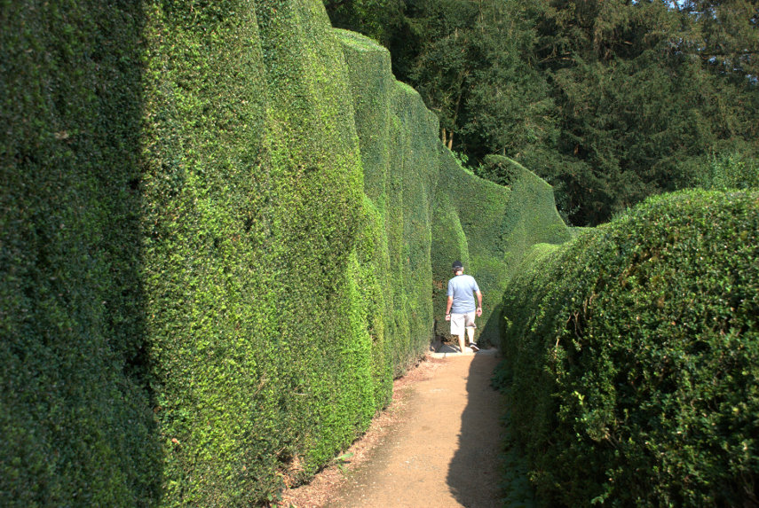 Yew Hedges, Powis Castle, Welshpool, Mongomeryshire