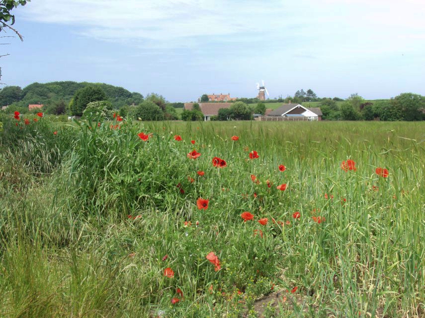 Poppies, Weybourne, Norfolk, England, Great Britain