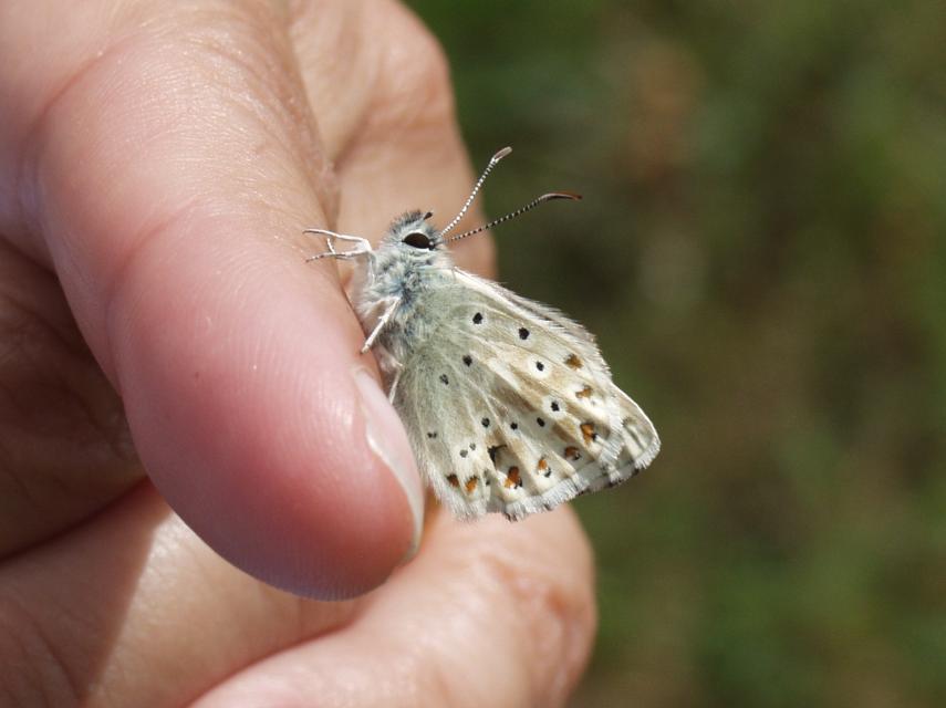 A Blue Butterfly, St. Catherine's Hill, Winchester, Hampshire, England, Great Britain
