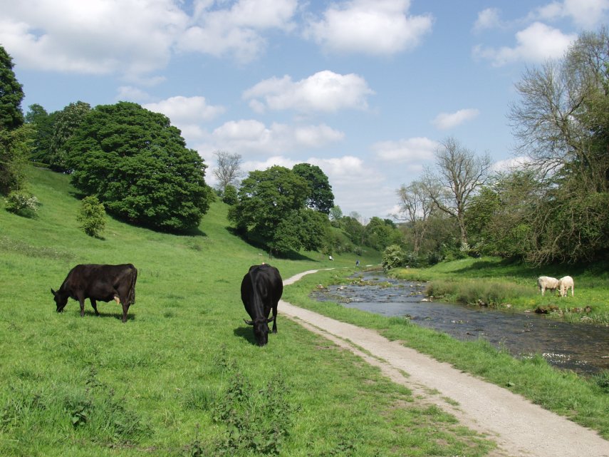 Cattle Grazing, Bradford Dale, Youlgreave, Derbyshire, England, Great Britain