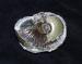 Library stock images, pictures, photographs, photos of fossils in Great Britain