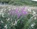 Library stock images, pictures, photographs, photos of wild plants in Great Britain
