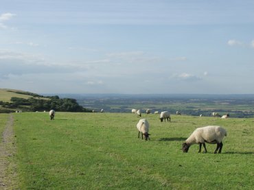Sheep grazing on the South Downs near Alfriston Sussex, England