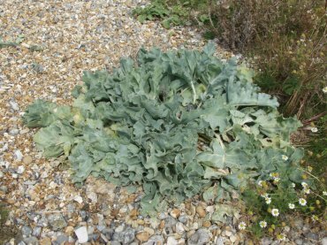 Sea Kale, Cuckmere Haven, Sussex, England