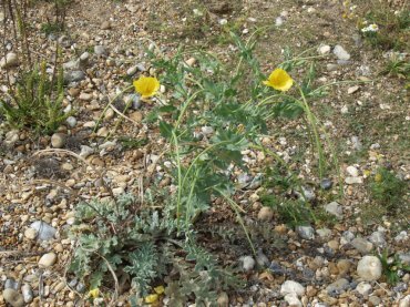Horned Poppy, Cuckmere Haven, Sussex, England