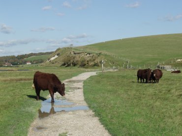Scene showing the path to Cuckmere Haven, Sussex, England