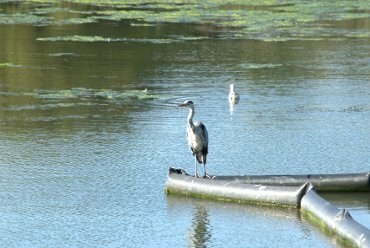 Photograph of a Heron, Caen Hill Locks, Rowde, Devizes, Wiltshire (Wilts), England