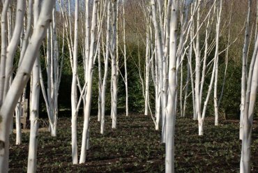 Winter Garden, Anglesey Abbey, Cambridgeshire, England