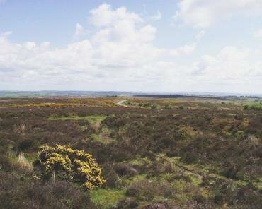 Photograph of Exmoor from Winsford Hill on the B3223 Porlock to Exford road north of Dulverton showing a clump of Gorse (Ulex europaeus)
