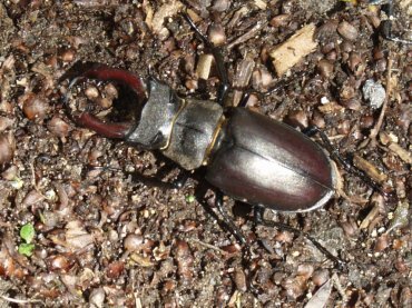 Photo of a male Stag Beetle, Pin Mill, Suffolk, England, Great Britain