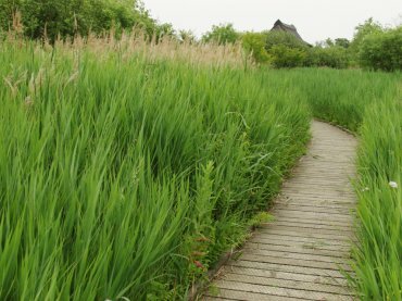 Photograph of the wooden walkway in an open part of the marsh, Ranworth, Norfolk, England