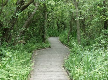 View of the wooden walkway through the marshes, Ranworth, Norfolk, England