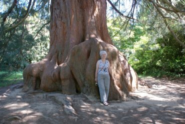 A very large tree, Sheffield Park Gardens, Sussex, England