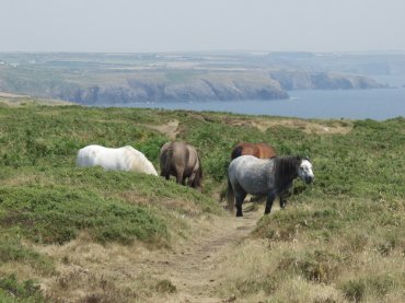 St. Justinian to Porth Clais, Pembrokeshire, Wales