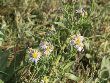 Picture of Sea Aster, Tollesbury, Essex, England