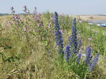 View of wild flowers on the sea wall, Wells-next-the-Sea, Norfolk, England
